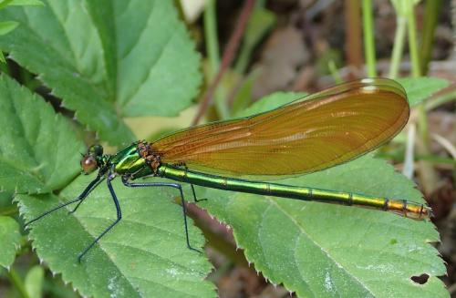 Calopteryx virgo